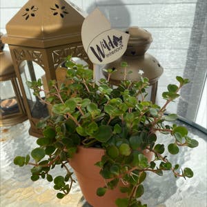 Vining Peperomia plant photo by Vinet named Pepper on Greg, the plant care app.