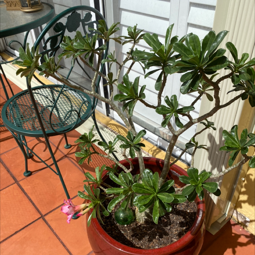 Photo of the plant species Desert Rose Plant by Vinet named Stella on Greg, the plant care app