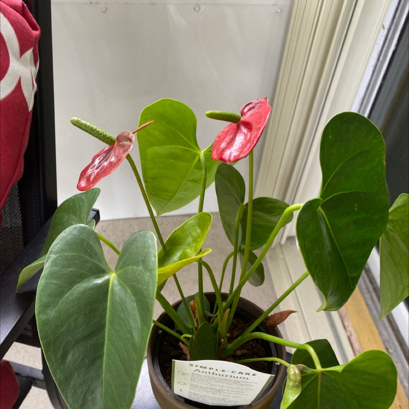Painter's Palette plant photo by Vinet named Telula Antherium on Greg, the plant care app.