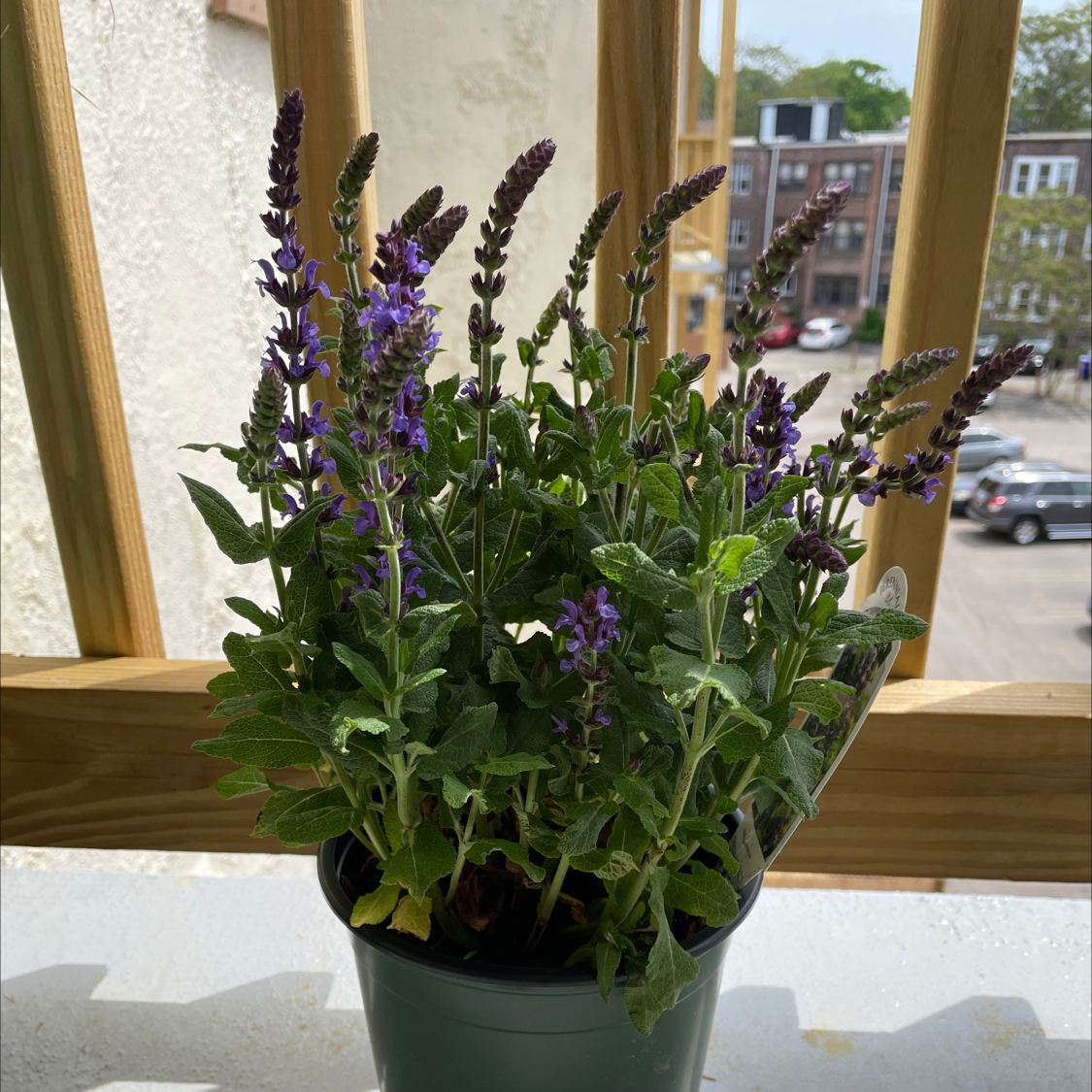 Photo of the plant species Meadow Sage by @Herman named Harvey on Greg, the plant care app