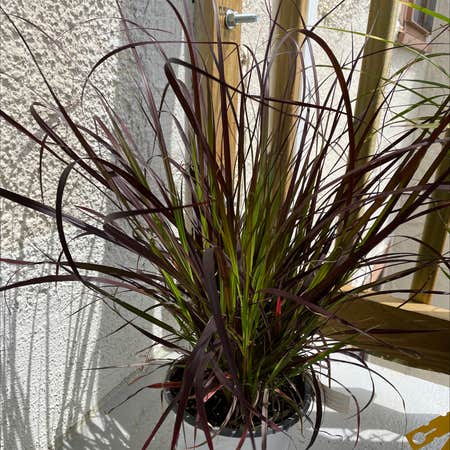 Photo of the plant species Crimson Fountaingrass by @Herman named Fenty on Greg, the plant care app
