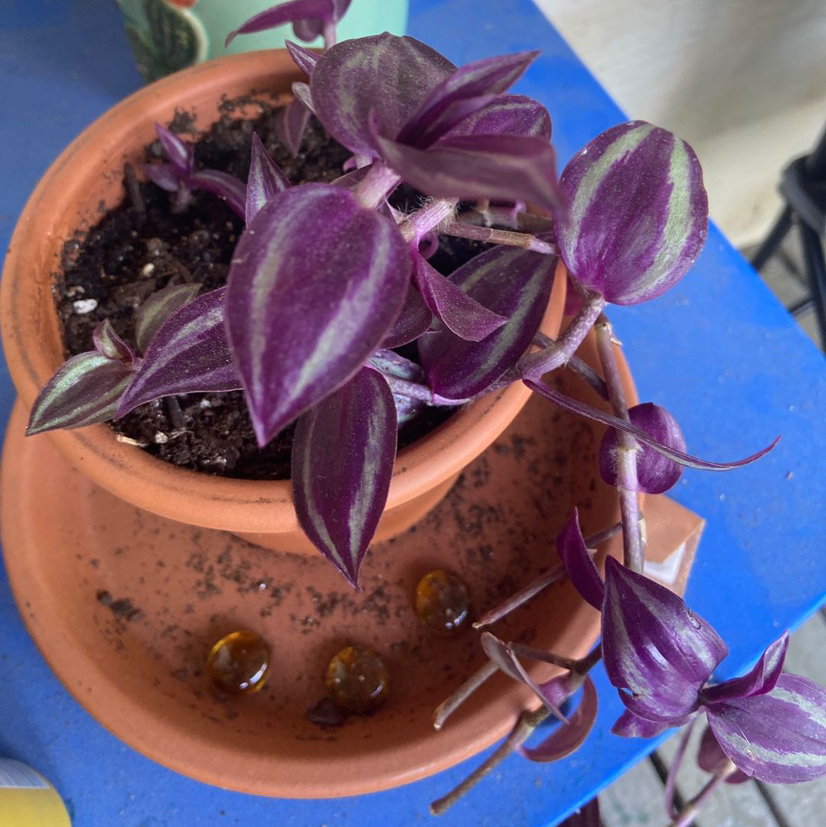 Spiderwort plant photo by @CoffeeWitch named Wandering Jew on Greg, the plant care app.