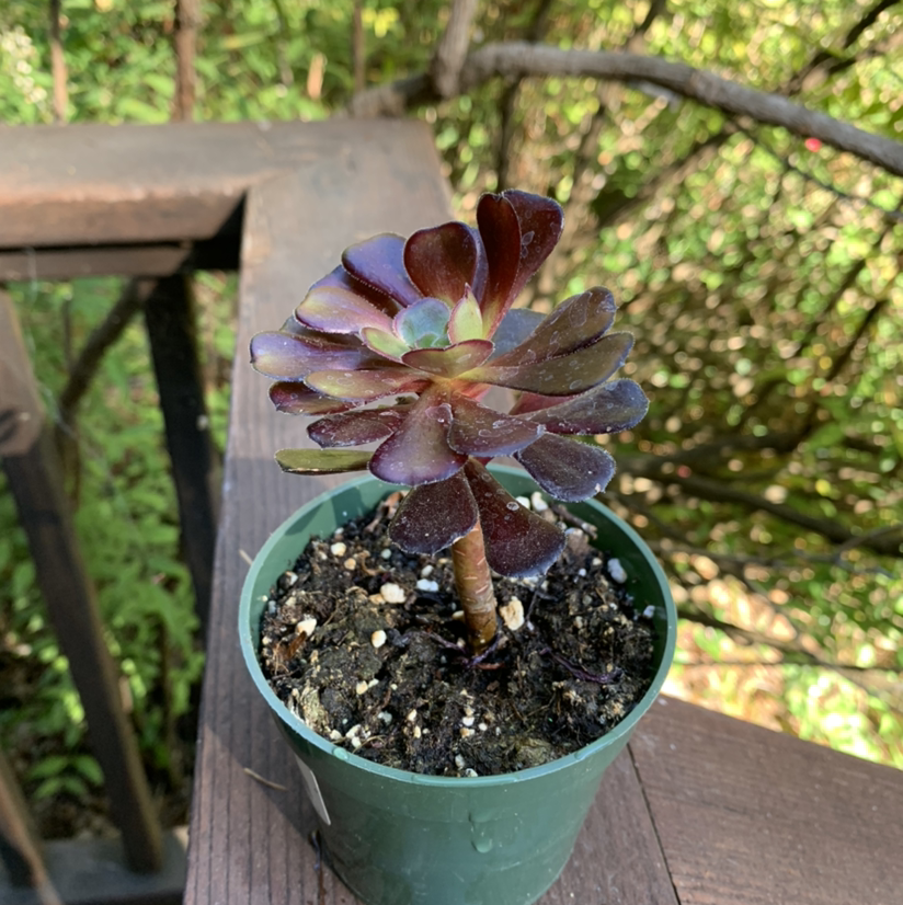 Photo of the plant species Giant Red Aeonium by @jnrobinson named Aeonium Cyclops on Greg, the plant care app
