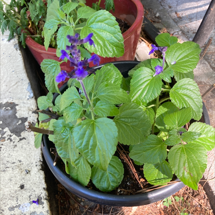 Photo of the plant species Mealycup Sage by @Jesslang1126 named Your plant on Greg, the plant care app