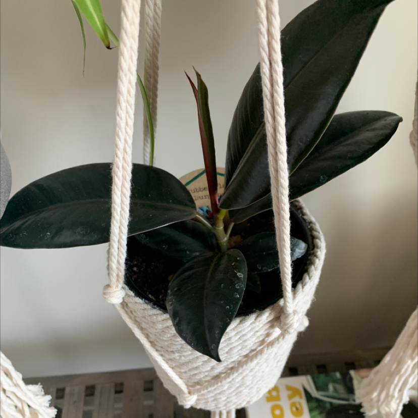 Burgundy Rubber Tree in a hanging planter with dark green leaves.