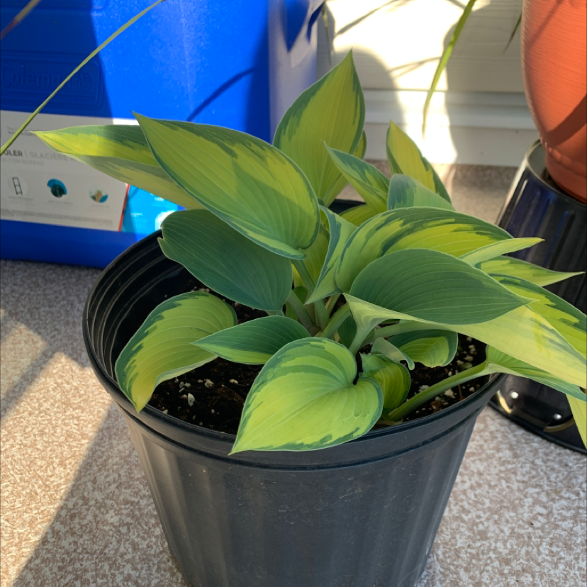 Potted Siebold's Plantain Lily with variegated leaves, healthy and well-framed.