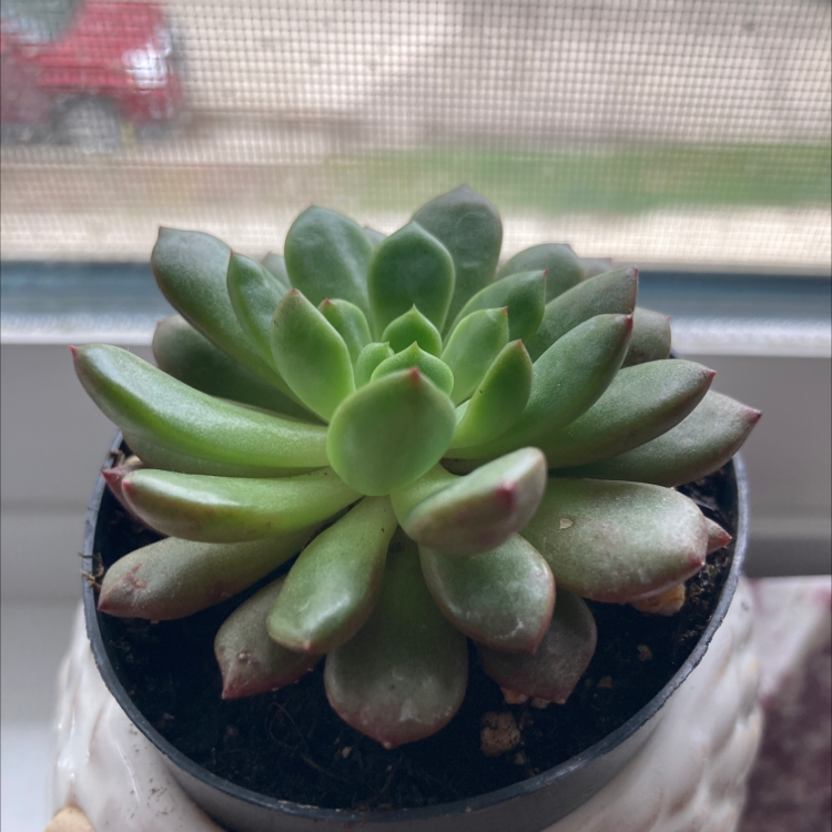 Photo of the plant species Echeveria 'Red Blush' by Kendal named Queen on Greg, the plant care app