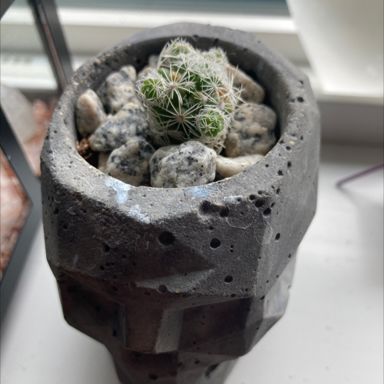 Missouri Foxtail Cactus in a pot with decorative stones, appears healthy.