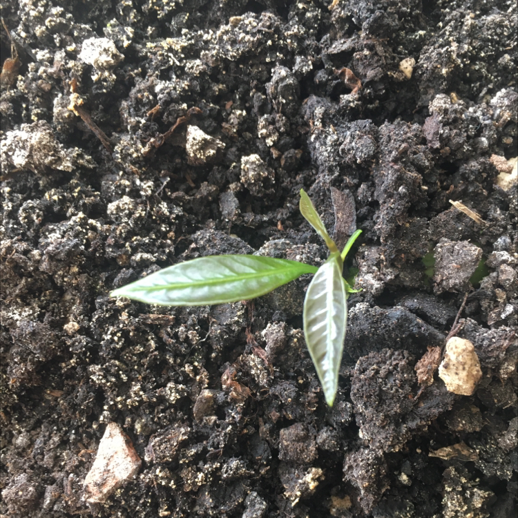 Healthy young mango seedling with two green leaves growing in dark, moist soil outdoors.