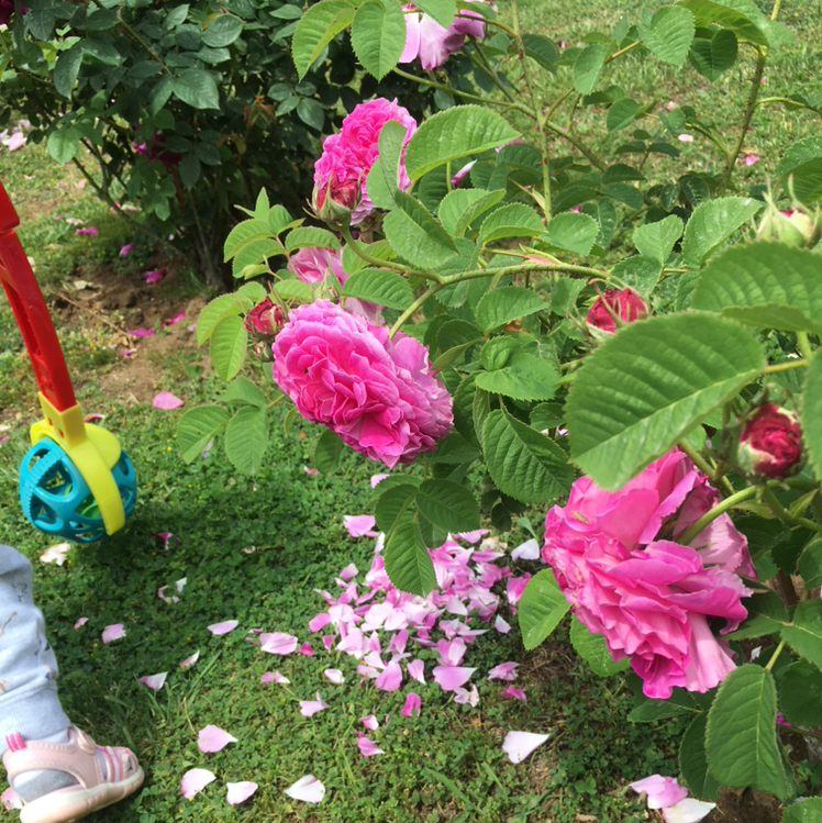 Beach Rose plant with vibrant pink flowers, fallen petals, and a child's leg and toy visible.