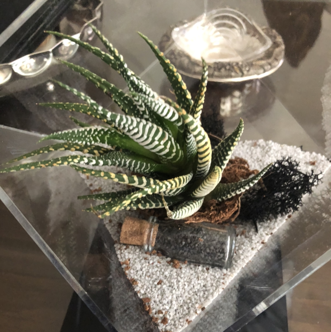 Zebra Plant plant photo by @DBerkkk named Beyonce on Greg, the plant care app.
