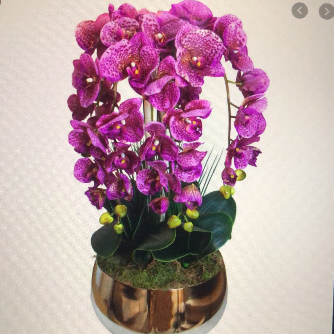 Moon Orchid plant photo by @DBerkkk named Oscar on Greg, the plant care app.