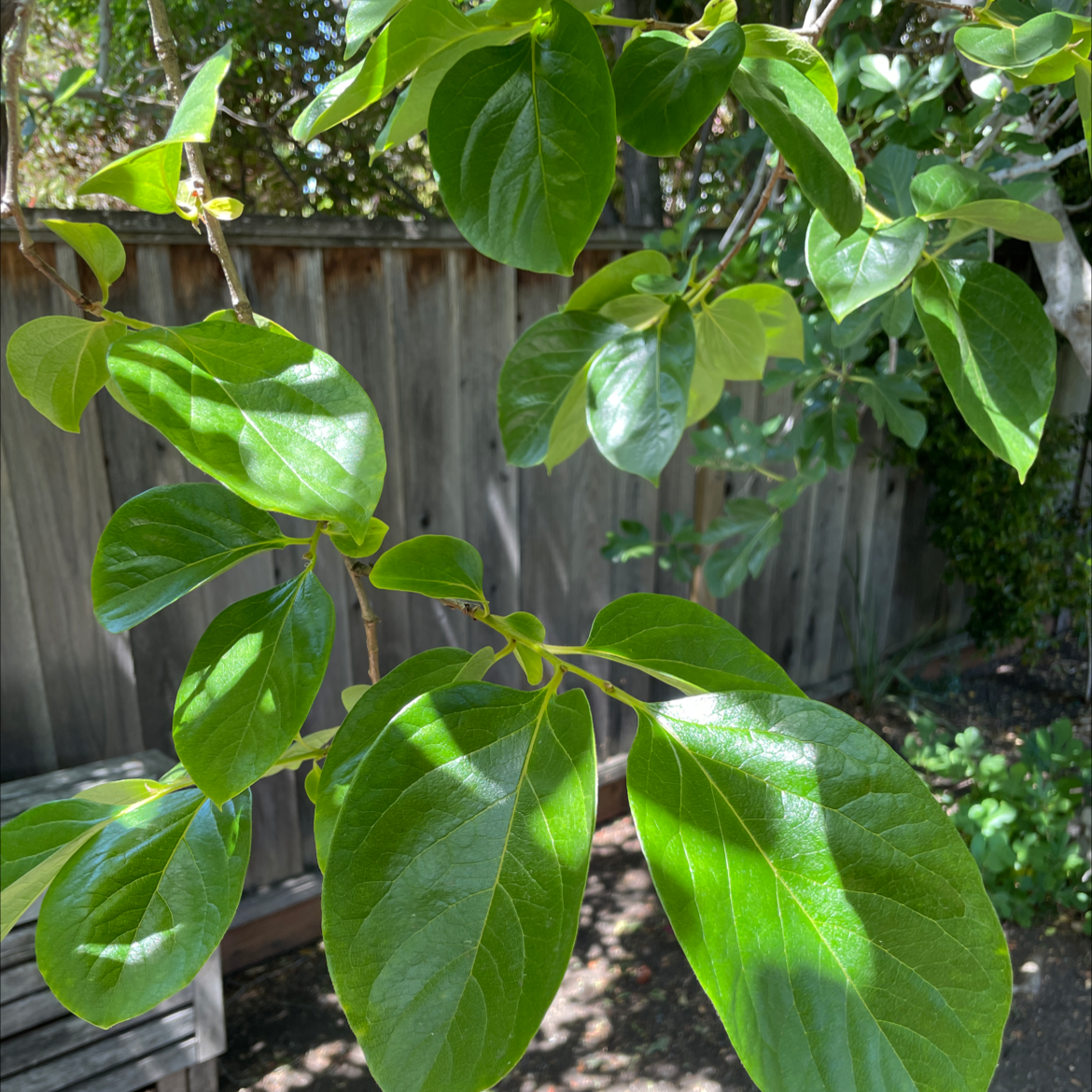 Japanese Persimmon plant with healthy green leaves.