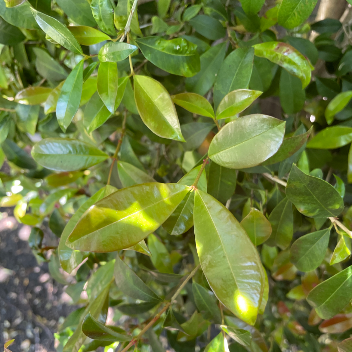Brush Cherry plant with glossy green leaves, well-framed and in focus.