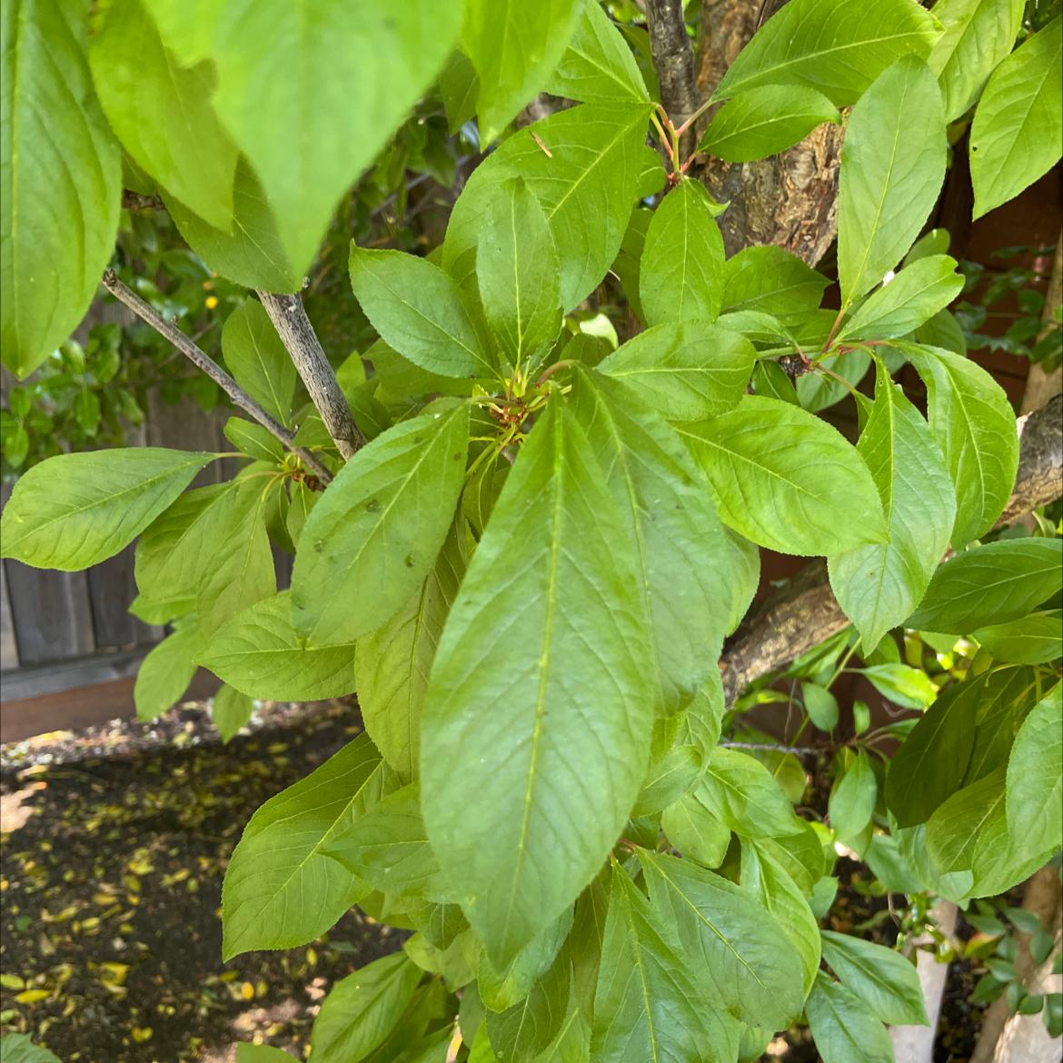 Photo of the plant species Carolina Buckthorn by Oz mon named Gates on Greg, the plant care app
