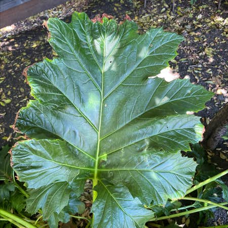 Photo of the plant species Bear's Breeches by Oz mon named Bodhi on Greg, the plant care app