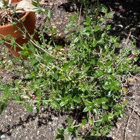 Photo of the plant species Germander by Oz mon named Sonora on Greg, the plant care app