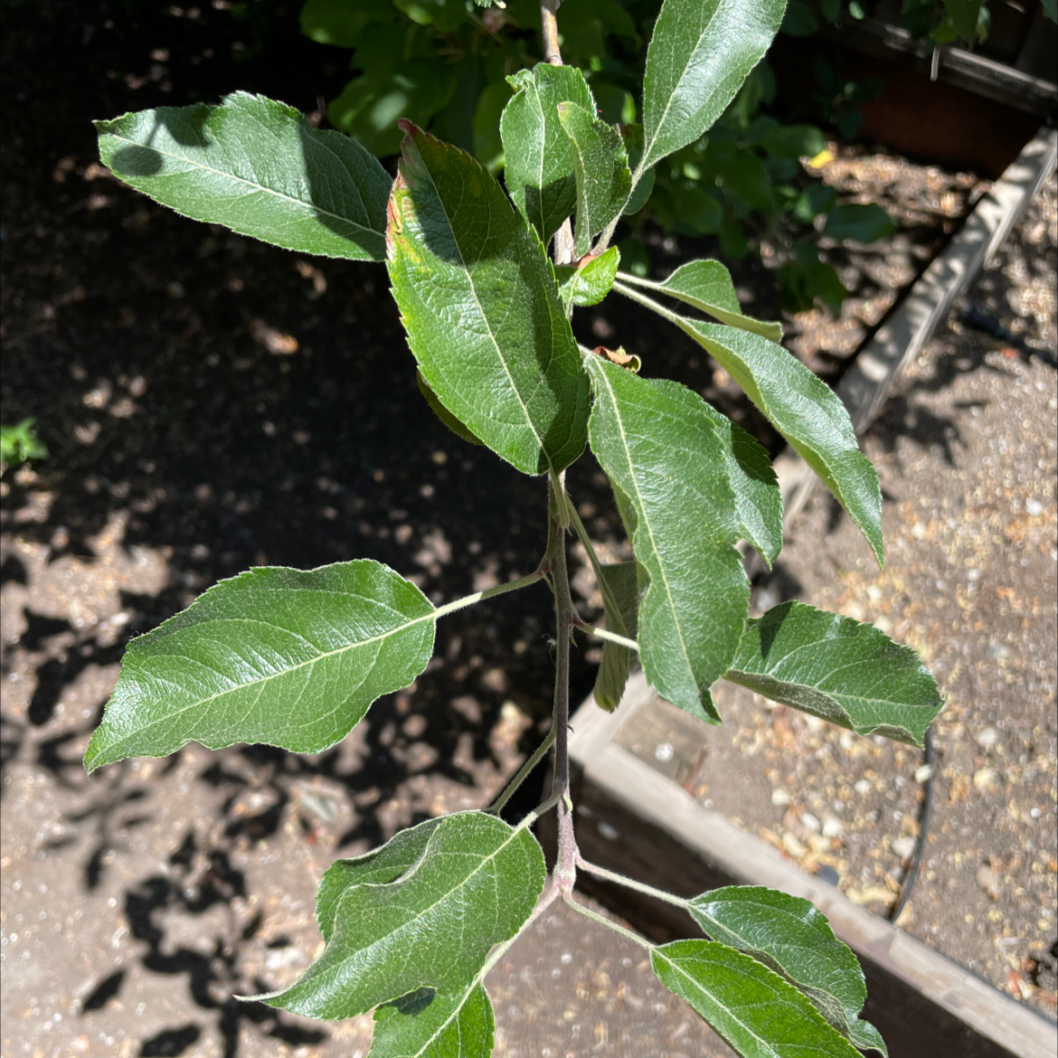 Branch of an apple plant with healthy green leaves, soil visible in the background.