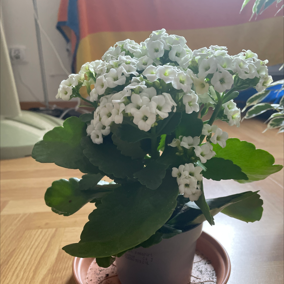 Florist Kalanchoe plant photo by @gnguthrie named Fredrick on Greg, the plant care app.
