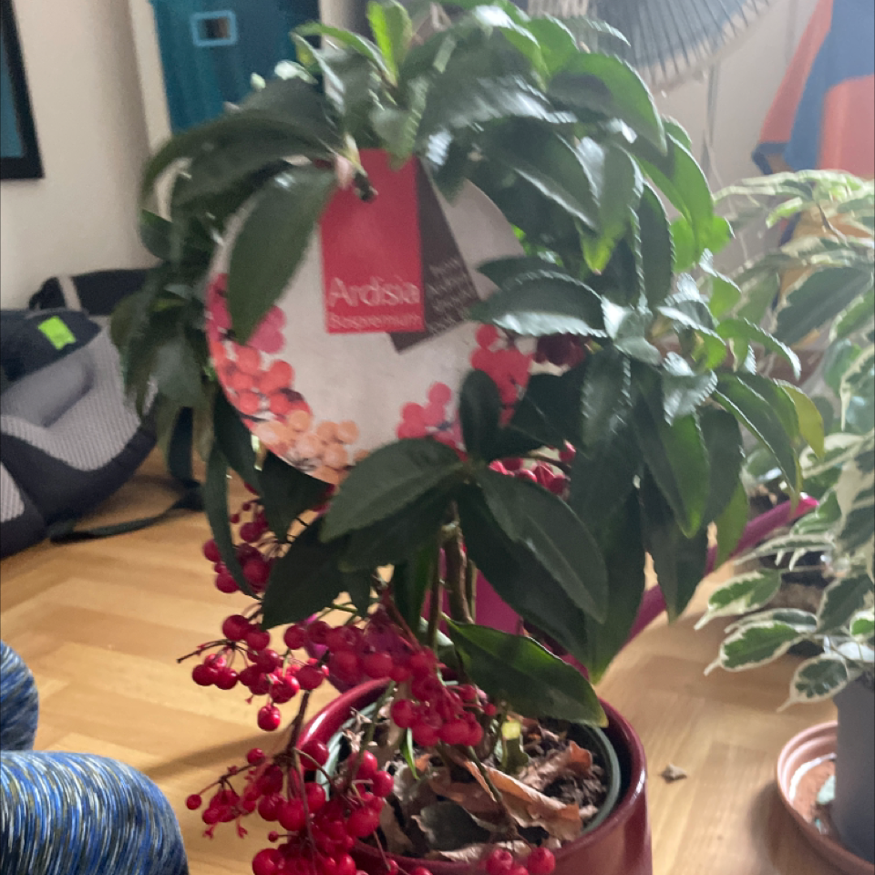 Photo of the plant species Christmas Berry by @gnguthrie named Neil Patrick Harris on Greg, the plant care app
