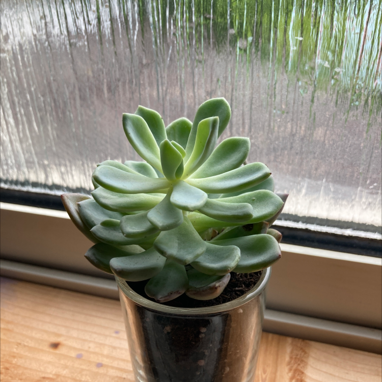 Echeveria 'Orion' succulent in a glass container on a windowsill.