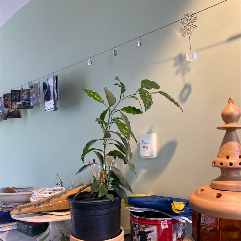 Indoor potted Orange Tree with green leaves, surrounded by household items.