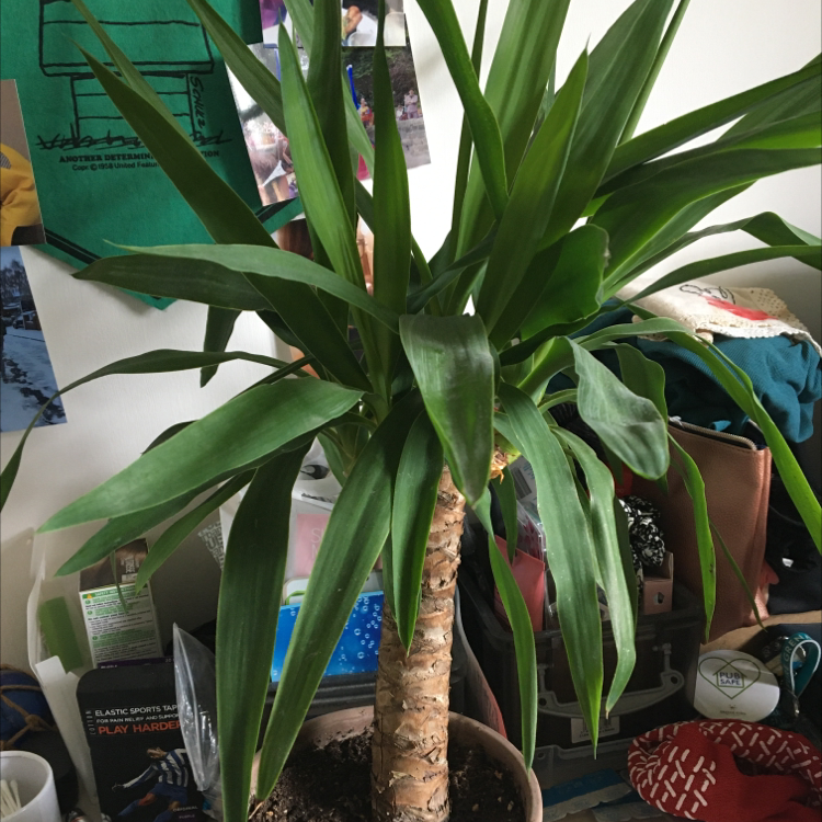 Blue-Stem Yucca plant photo by @achilles named Winston on Greg, the plant care app.