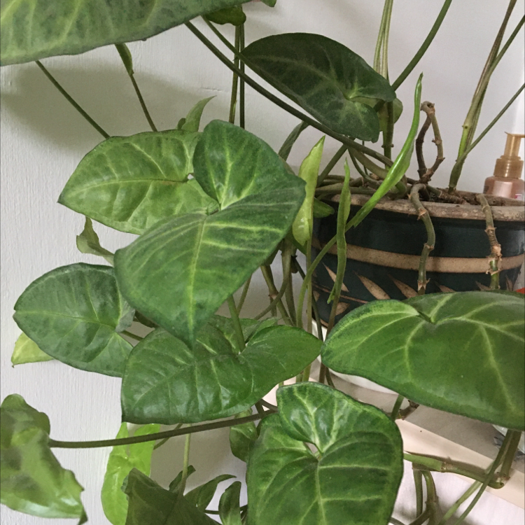 Red Heart plant photo by @achilles named Fred on Greg, the plant care app.
