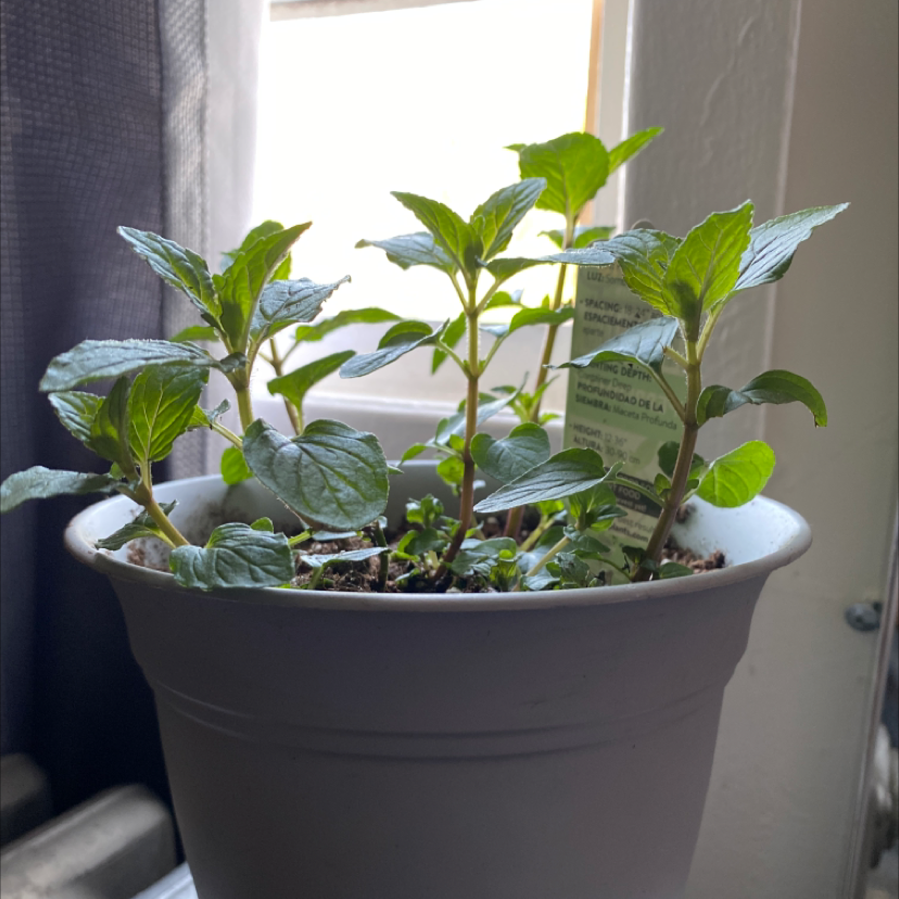 Peppermint plant in a pot near a window, healthy green leaves, visible soil.