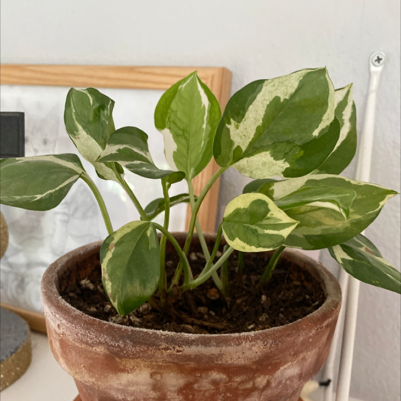 Taro Vine plant photo by Sabine named Suzana on Greg, the plant care app.