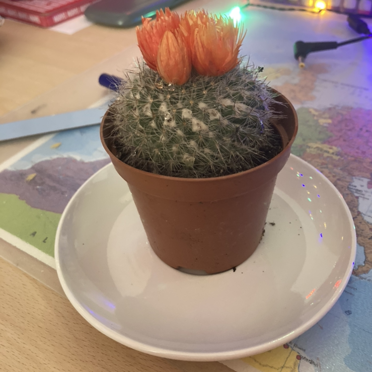 Pincushion Cactus in a brown pot with orange flowers on top, placed on a white saucer.