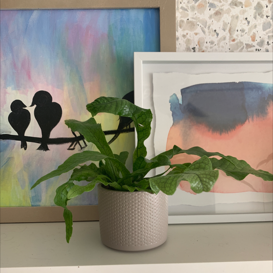 Hart's Tongue Fern in a pot on a shelf with framed artwork in the background.
