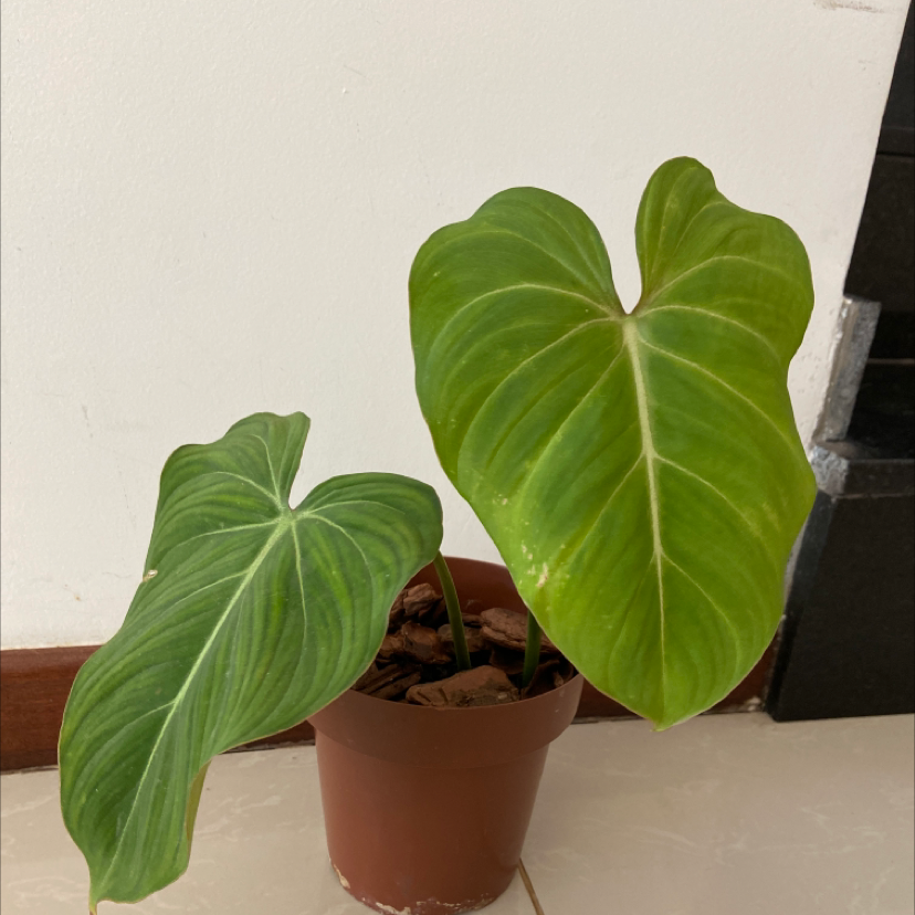 Photo of the plant species Philodendron gloriosum by @letholanda named Gamora on Greg, the plant care app