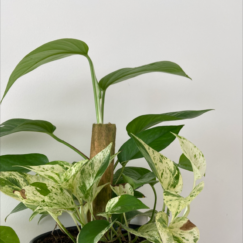 Marble Queen Pothos plant photo by @letholanda named Jane on Greg, the plant care app.