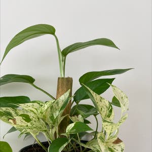 Marble Queen Pothos plant photo by Letholanda named Jane on Greg, the plant care app.