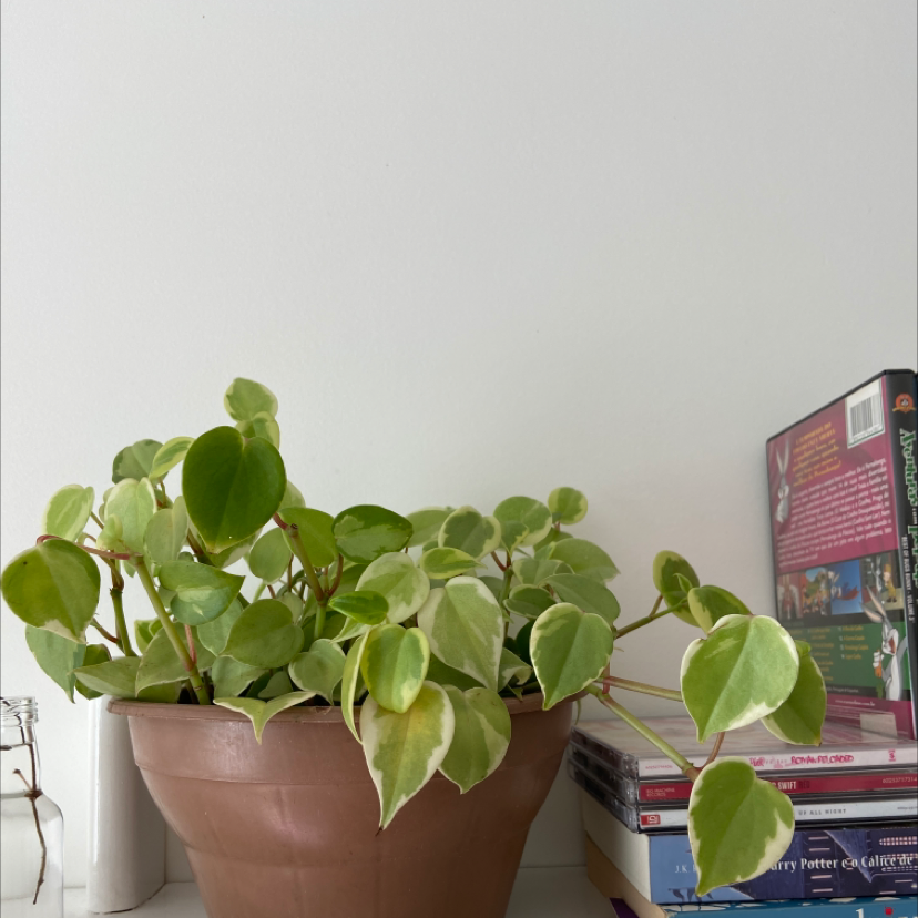 Photo of the plant species Vining Peperomia by @letholanda named Judy on Greg, the plant care app