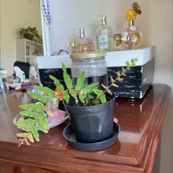 Christmas Fern plant