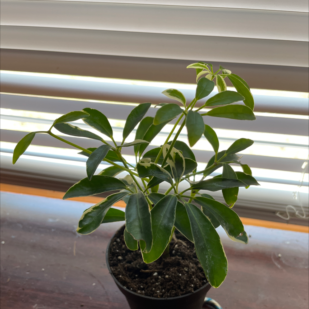 Dwarf Umbrella Tree plant photo by @autumn88 named Messi on Greg, the plant care app.