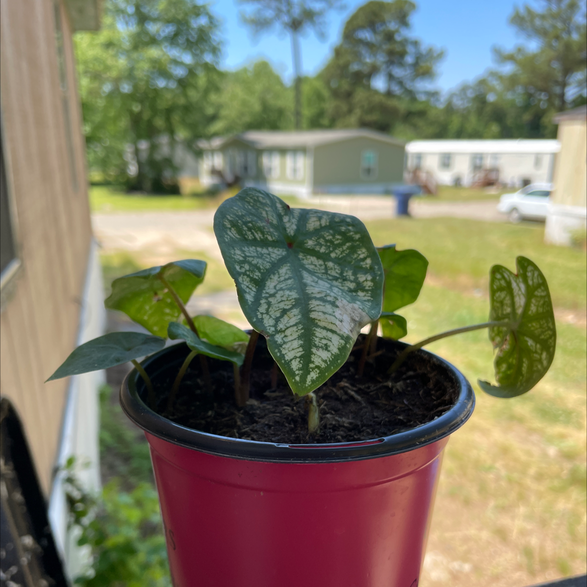 Caladium Gingerland plant photo by @autumn88 named Aria on Greg, the plant care app.