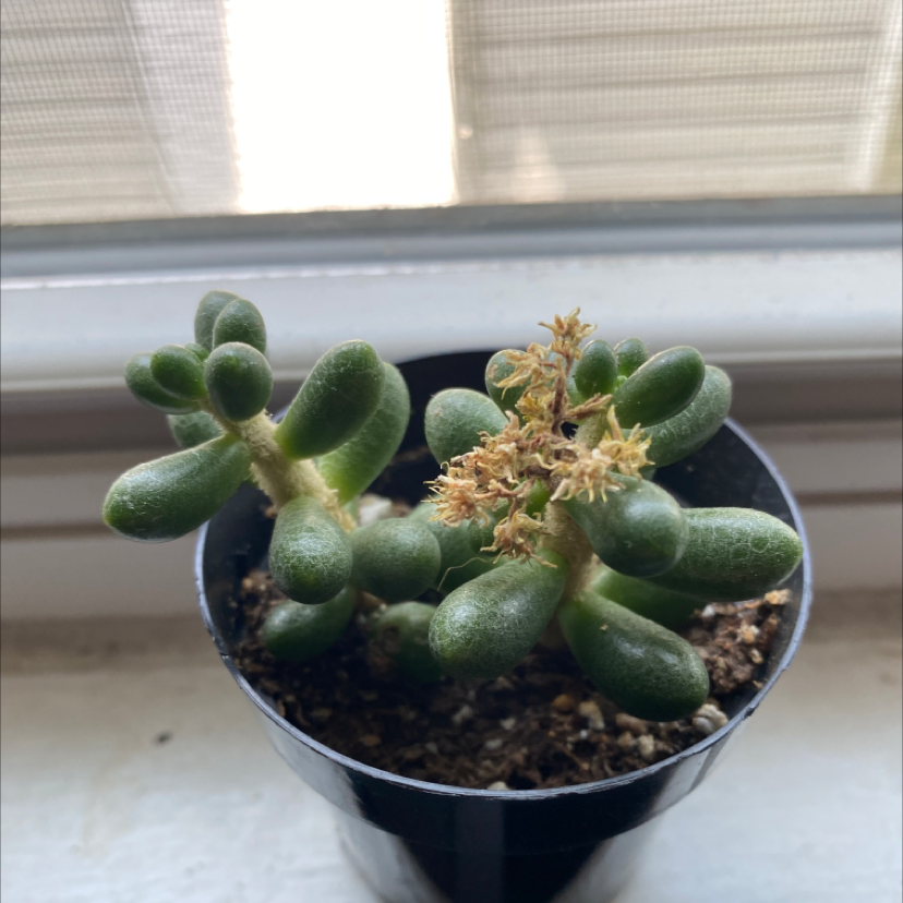 Why Are My Sedum hernandezii Leaves Droopy? 💧