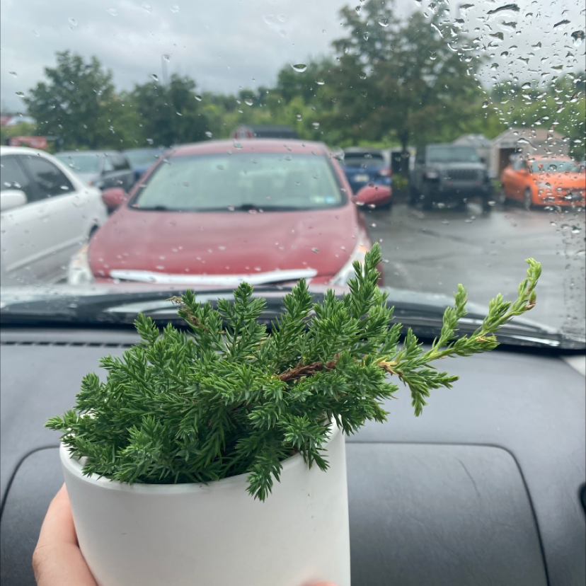 A healthy Creeping Juniper plant in a white pot, held inside a car.