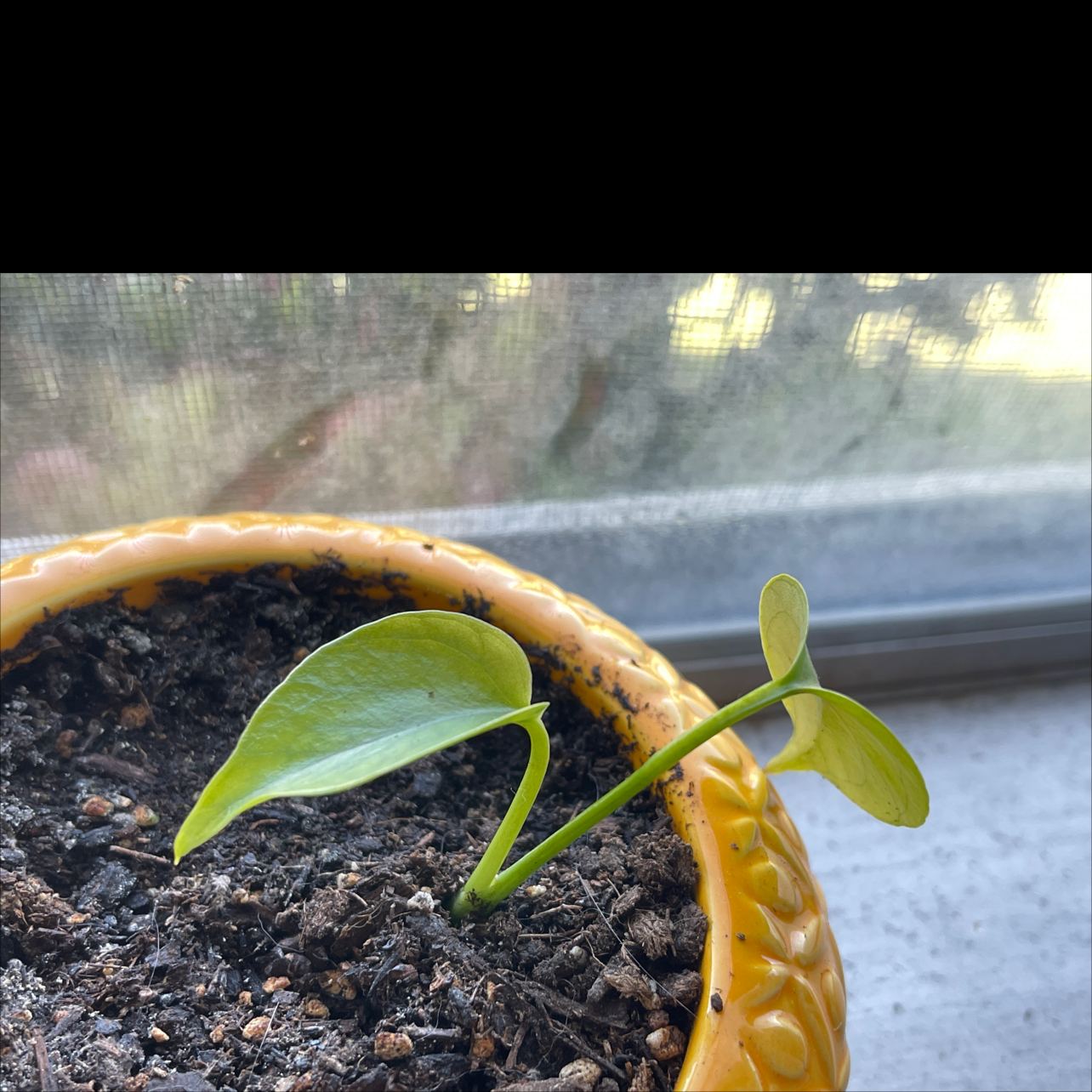 Taro Vine plant photo by @Teasexgarden named Harold on Greg, the plant care app.