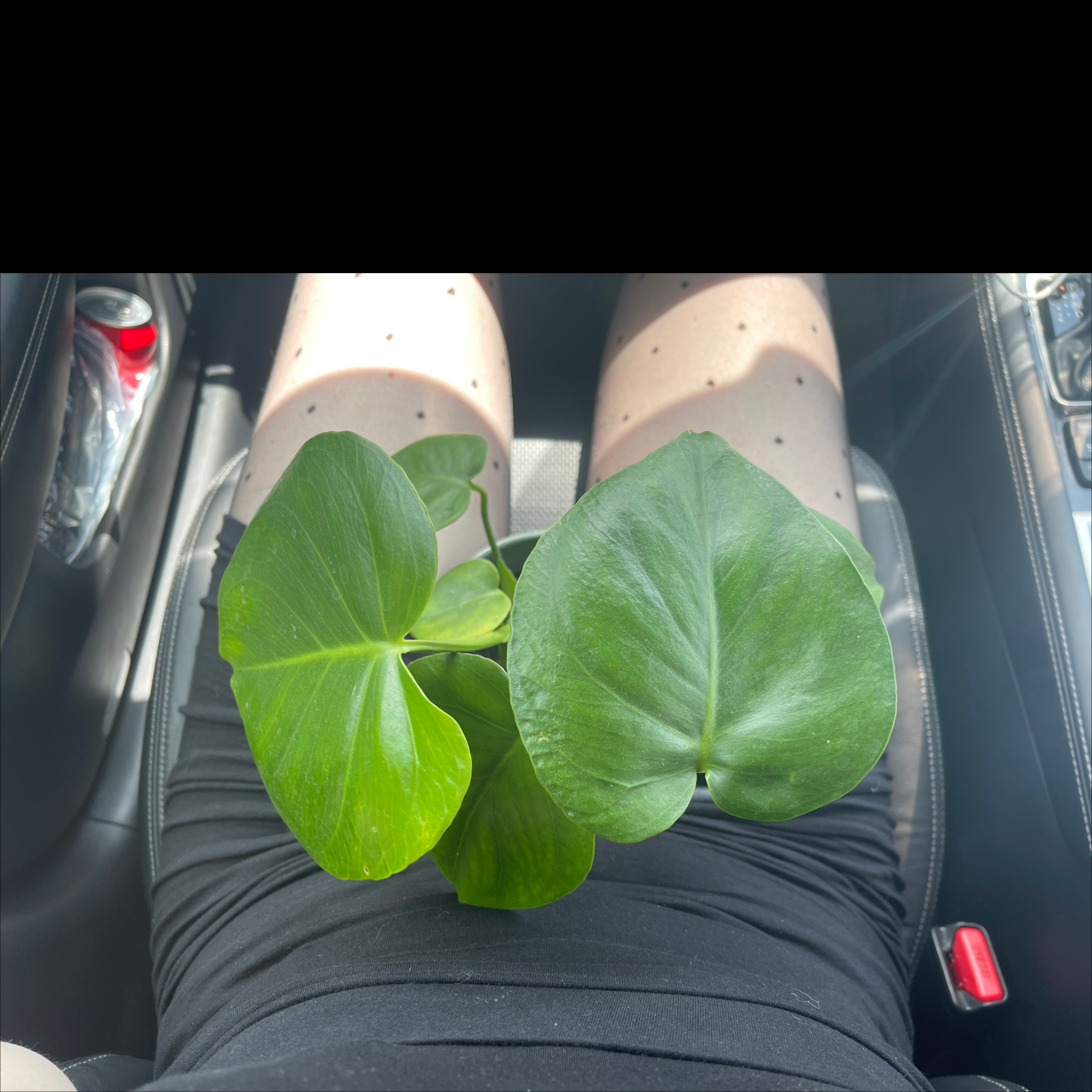 Philodendron Scandens plant photo by @Teasexgarden named Agent Smith on Greg, the plant care app.