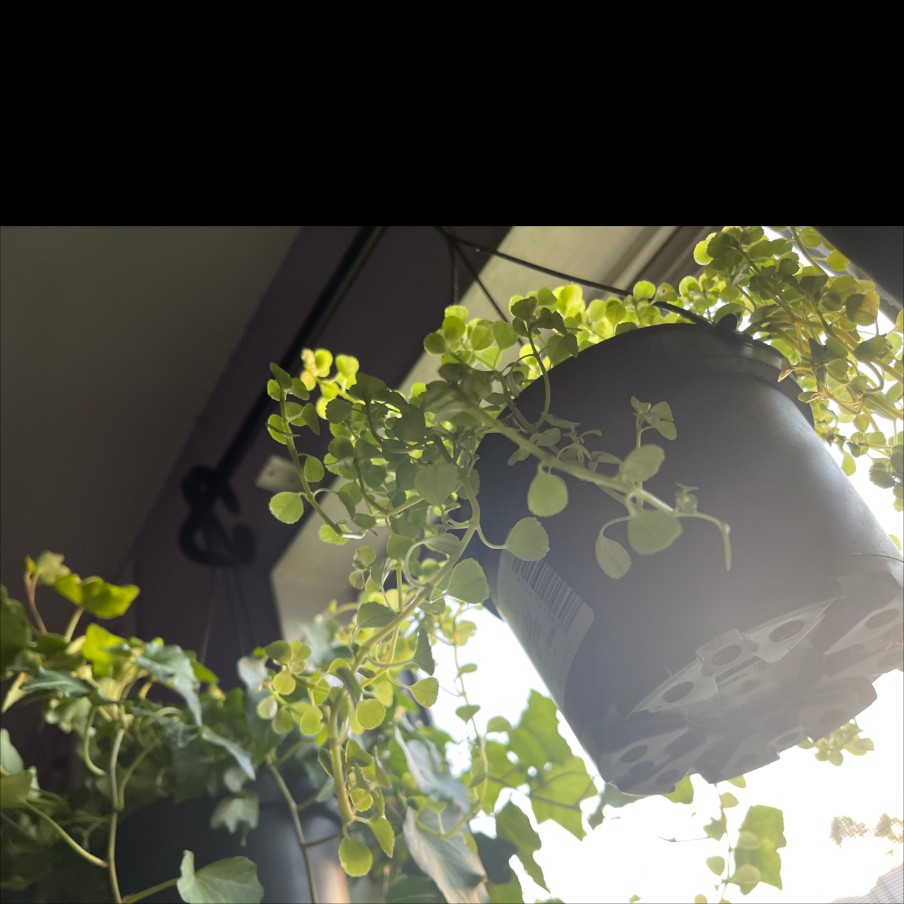 Hanging Million Hearts plant in a plastic pot near a window with some yellowing leaves.