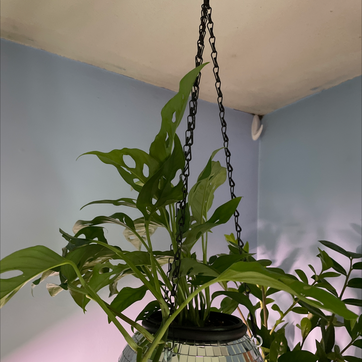Monstera adansonii 'Laniata' plant in a hanging pot with vibrant green leaves.