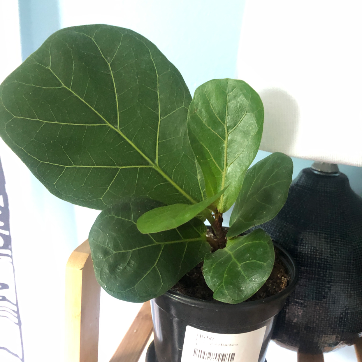 Photo of the plant species Dwarf Fiddle Leaf Fig by @kkaleighj named Your plant on Greg, the plant care app