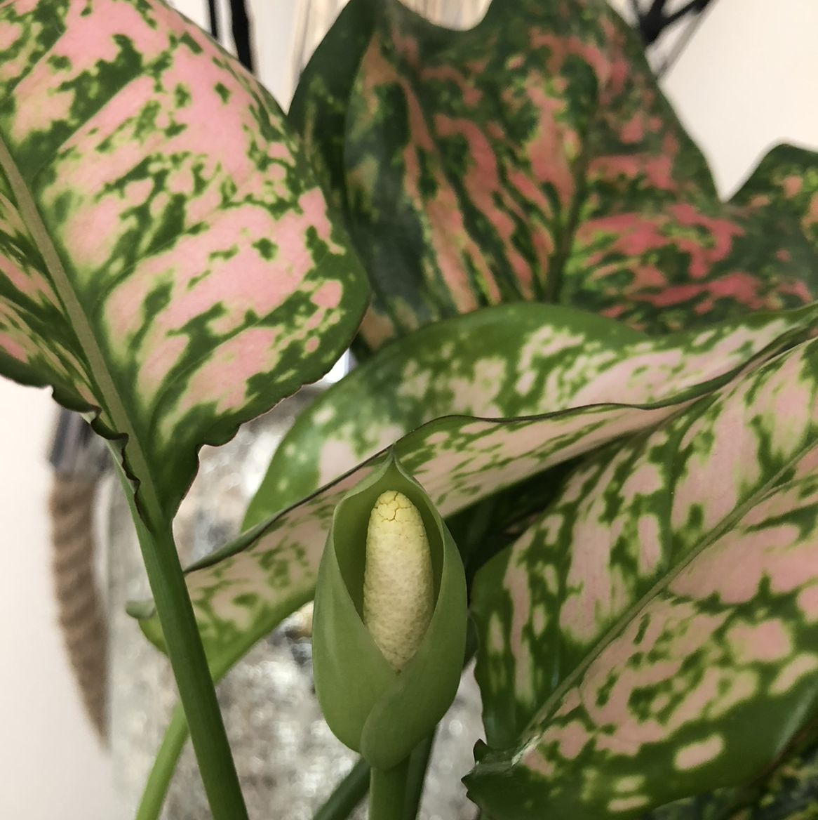 Photo of the plant species Aglaonema Red Valentine Chinese Evergreen by @breesea named Red Vale on Greg, the plant care app