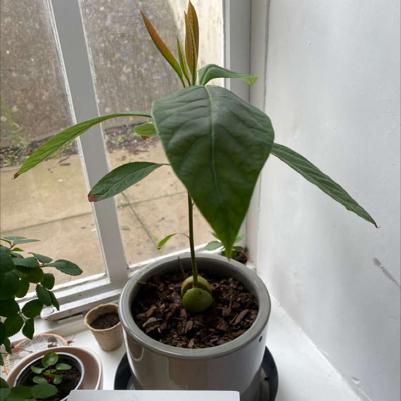 Avocado plant photo by @Amelia277 named Gwen on Greg, the plant care app.
