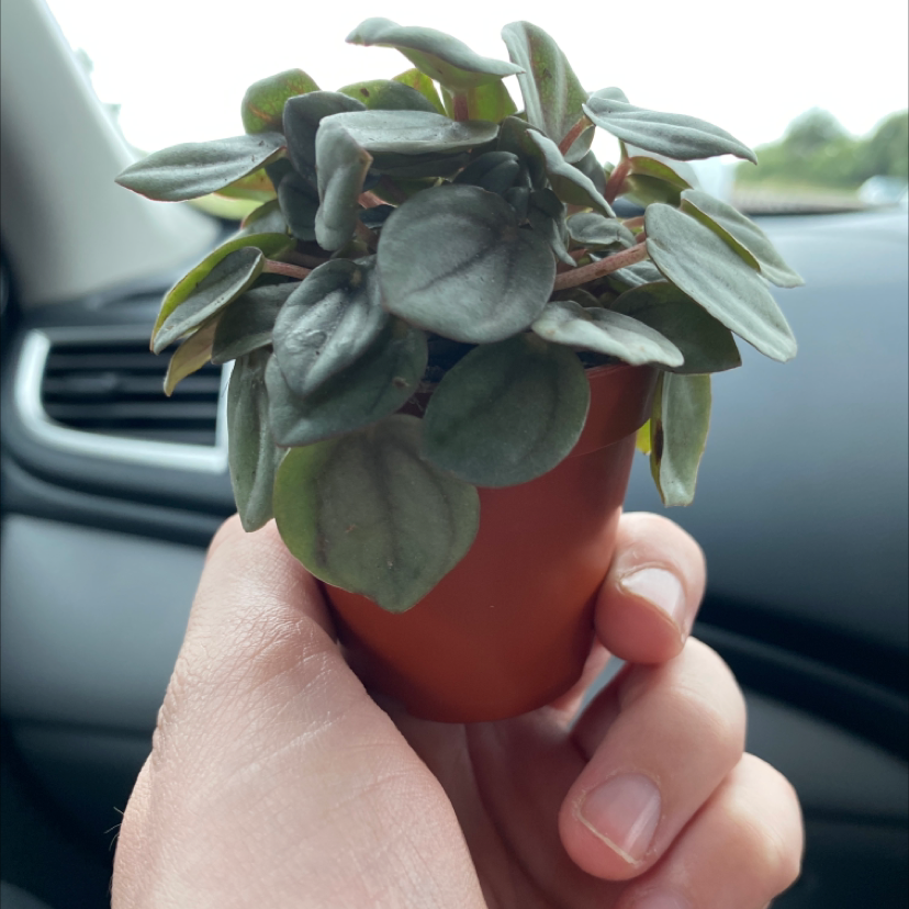 Photo of the plant species Peperomia piccolo banda by @Amelia277 named Babe on Greg, the plant care app