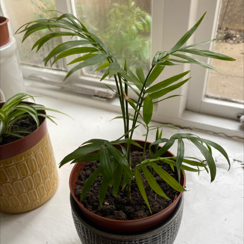 Parlour Palm plant photo by @Amelia277 named Spindle on Greg, the plant care app.